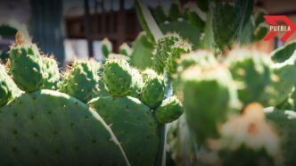 Feria del nopal Tlaxcalancingo