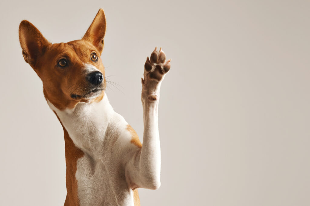 Las Farmacias Similares se han vuelto tendencia por "Simi Pet Care", las que serían unas nuevas clínicas veterinarias. Foto: Envato