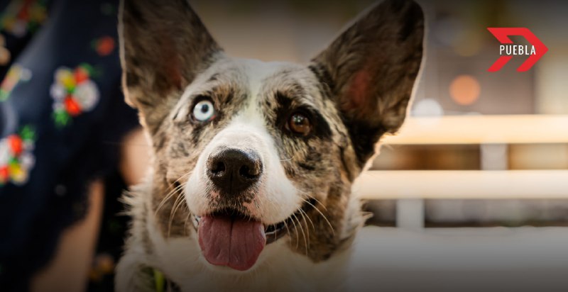 Simi Pet Care. Farmacias Similares lanzarían veterinarias a bajo costo