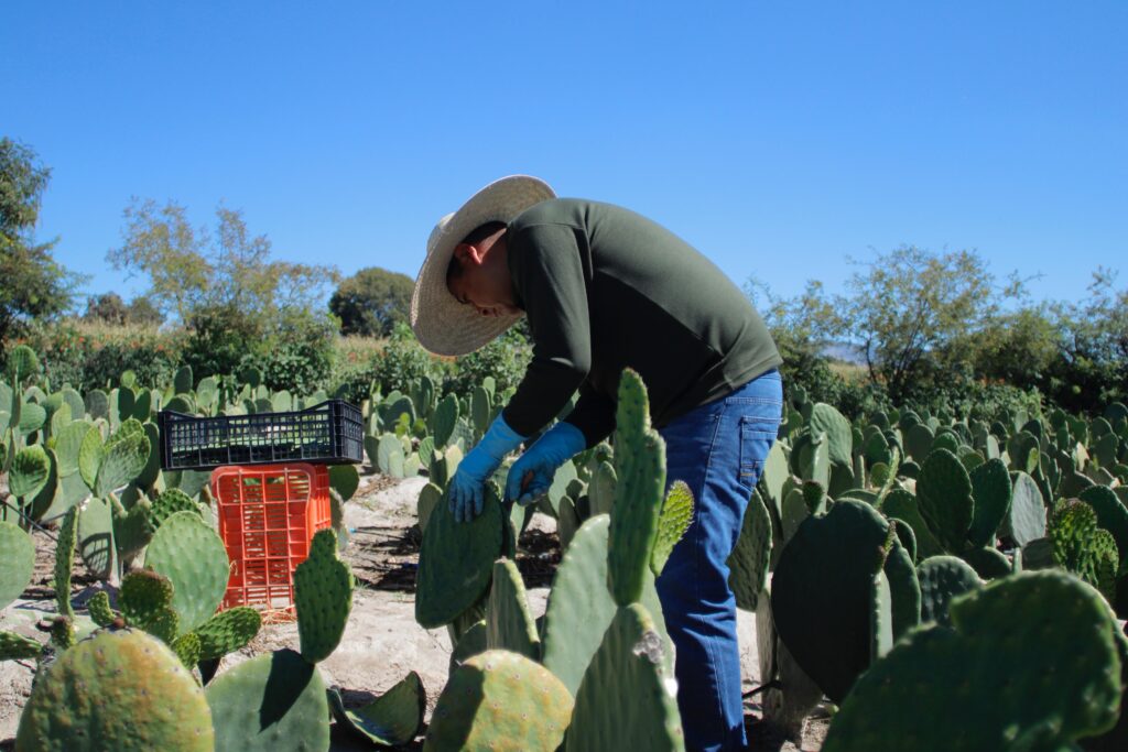 productores nopal