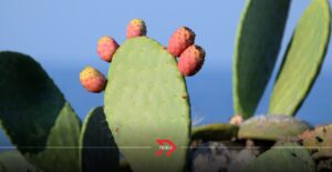 nopal tuna Puebla
