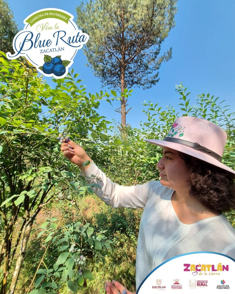 Blue Ruta Zacatán