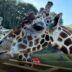 ¿Cuánto cuesta entrar al Bioparque Estrella en 2025? Precios y promociones de verano