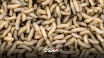 gusano barrenador Puebla