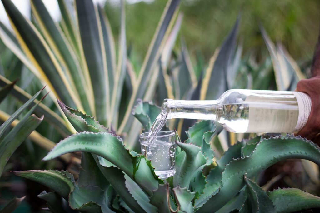 mezcal