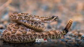 Puebla y Edomex, los estados con más mordeduras de cascabel