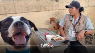 Apoyo a animales afectados por lluvias en la Sierra Norte