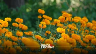 Cempasúchil_cultivado_en_ppuebla_aportara_40_millones_de