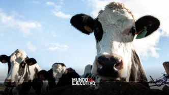 Ganaderos de Texas piden a Trump reabrir la frontera para el ganado mexicano