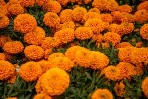 flor cempasuchil