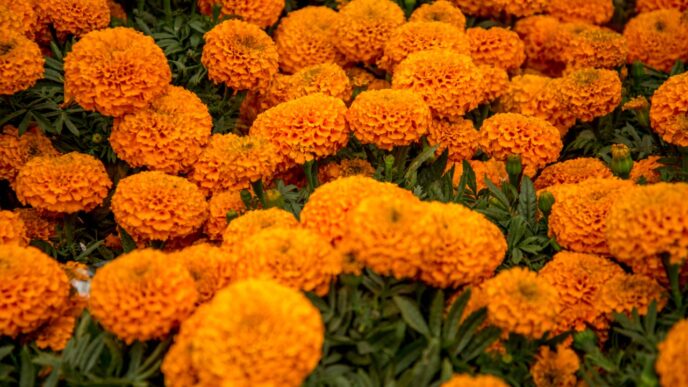 flor cempasuchil