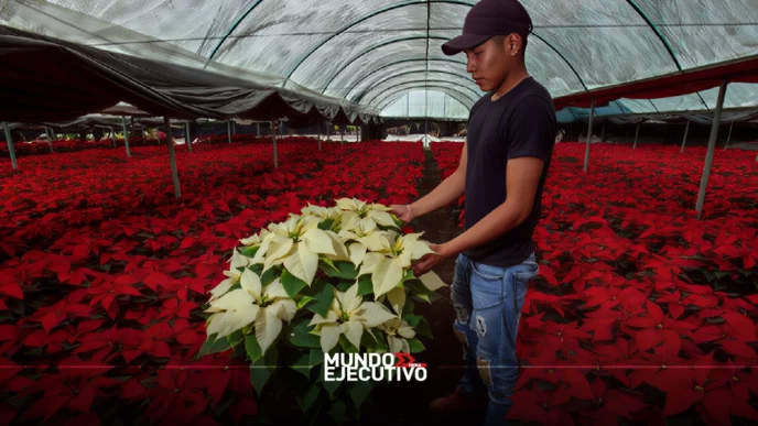 Más de 3.2 millones de nochebuenas fortalecen la economía de Atlixco