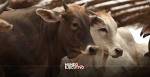 México y EEUU sin acuerdo sobre reapertura al ganado