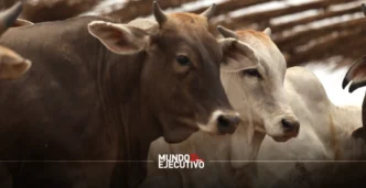 México y EEUU sin acuerdo sobre reapertura al ganado