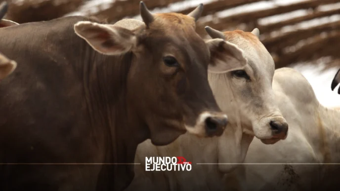 México y EEUU sin acuerdo sobre reapertura al ganado