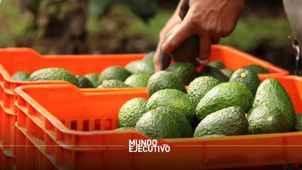 Todo listo para la Feria del Aguacate 2025 en Atlixco