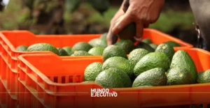 Todo listo para la Feria del Aguacate 2025 en Atlixco