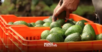 Todo listo para la Feria del Aguacate 2025 en Atlixco