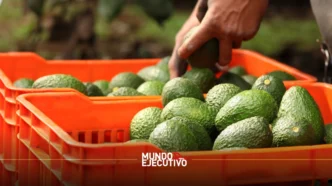 Todo listo para la Feria del Aguacate 2025 en Atlixco