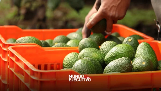 Todo listo para la Feria del Aguacate 2025 en Atlixco