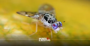 Moscas estériles: México refuerza control del gusano barrenador
