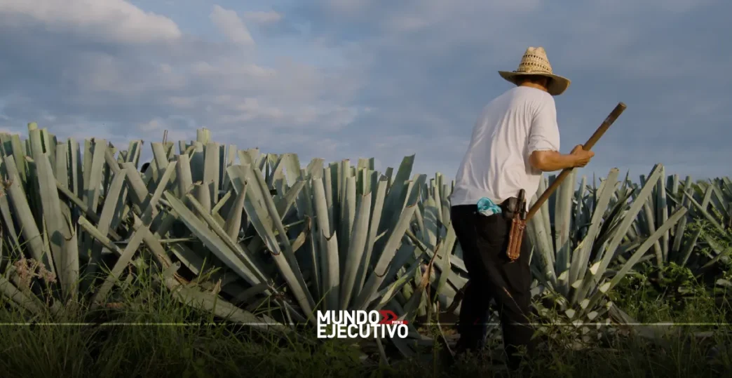 Puebla triunfa en el Concurso Nacional México Selection 2025